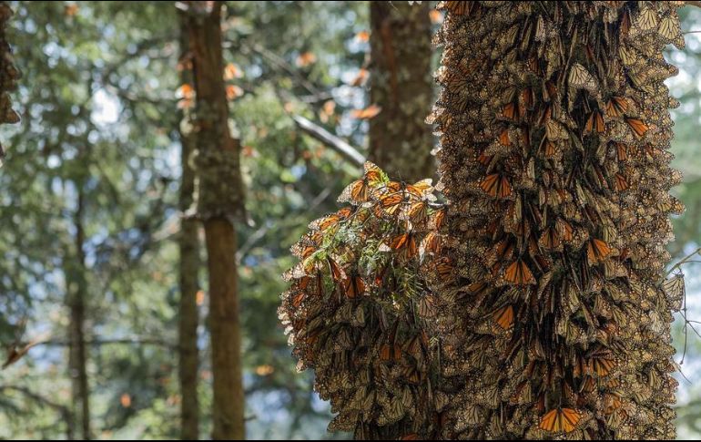 La crisis climática tuvo un impacto considerable en el proceso migratorio de la mariposa, aseguran. EFE/RED MONARCA