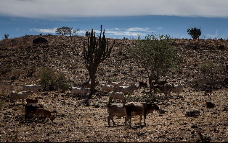 Este clima cálido en México se registra justo en medio una emergencia climática. EL INFORMADOR / ARCHIVO