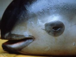 Las vaquitas marinas a menudo quedan atrapadas en las redes usadas para la captura de totoaba. AFP/ARCHIVO