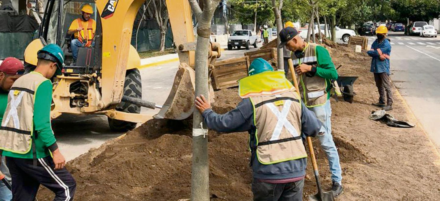 PLAN.  El  Ayuntamiento siembra más de 55 mil árboles en espacios públicos, como plazas y avenidas. ESPECIAL