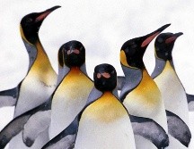Los pingüinos alemanes deben esperar al menos hasta septiembre para que el huevo eclosione, y de lograr superar los 50 días de incubación, se convertirán en padres el próximo mes. AFP / ARCHIVO