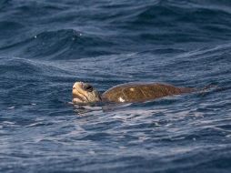 Los científicos estaban examinando a una lubina negra cuando notaron que su estómago se movía. EFE/E. Biba