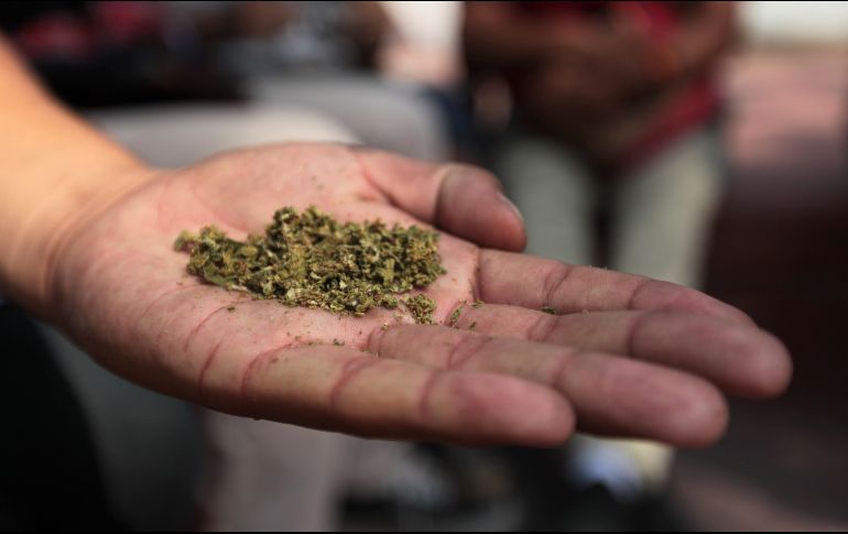 En el dictamen se establece que, previo permiso del Estado, para el autoconsumo se pueden tener hasta seis plantas en el hogar, además de la posesión de hasta 28 gramos. EL INFORMADOR / ARCHIVO