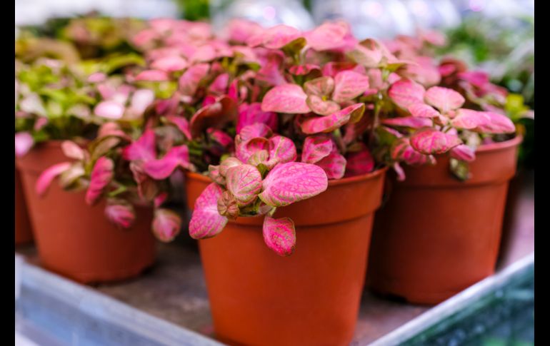Planta Fittonia. GETTY IMAGES ISTOCK /OLGA OSTAPENKO