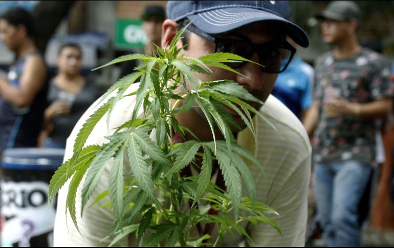 En México aún no hay un organismo gubernamental que controle el mercado del cannabis de manera directa. EFE/ ARCHIVO