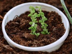 Los productos desechables compostables se reintegran junto con los residuos orgánicos. ESPECIAL