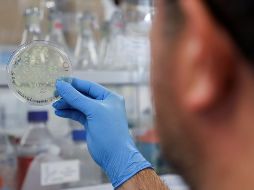 A la espera de continuar con la etapa de pruebas en humanos, las pruebas en animales ya llevan meses en observación con buenos resultados. EFE / S. A. Ángeles