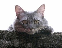 El video viral de Fu Fu atrajo más de 250 mil comentarios en la plataforma Douyin. NTX / ARCHIVO