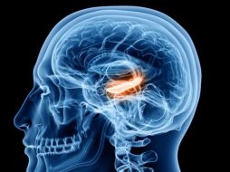 Las células de tiempo se ubican en el hipocampo. GETTY IMAGES