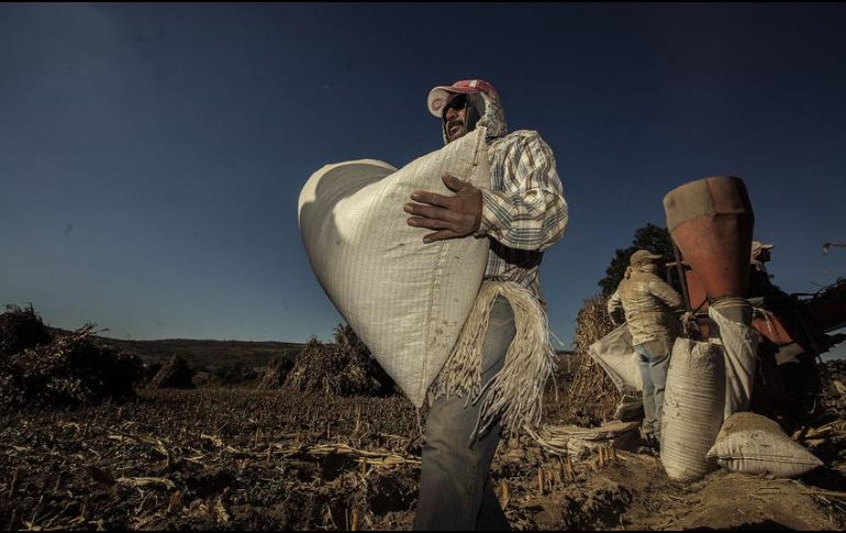 Los productos agropecuarios con mayor crecimiento anual en exportaciones en enero fueron cebolla y ajo, café sin tostar, carne de cerdo y la miel natural de abeja. EL INFORMADOR/ARCHIVO