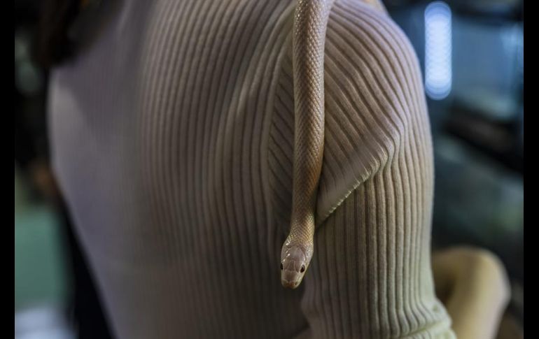 Trabajadores de la cafetería explican a los clientes cómo deben tratar a los animales para que no les den problemas. EFE/A. Plavevski