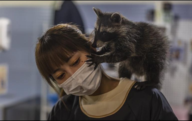 Trabajadores de la cafetería explican a los clientes cómo deben tratar a los animales para que no les den problemas. EFE/A. Plavevski