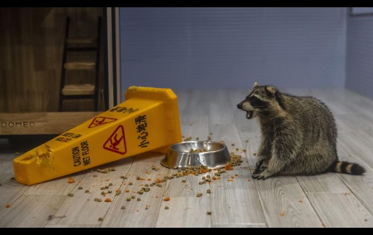 Trabajadores de la cafetería explican a los clientes cómo deben tratar a los animales para que no les den problemas. EFE/A. Plavevski