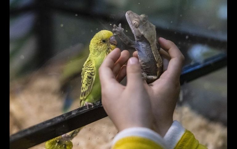 Trabajadores de la cafetería explican a los clientes cómo deben tratar a los animales para que no les den problemas. EFE/A. Plavevski