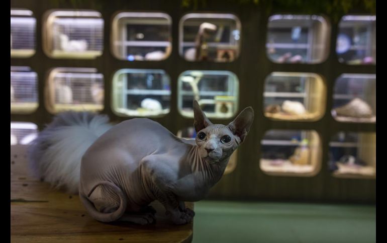 Trabajadores de la cafetería explican a los clientes cómo deben tratar a los animales para que no les den problemas. EFE/A. Plavevski