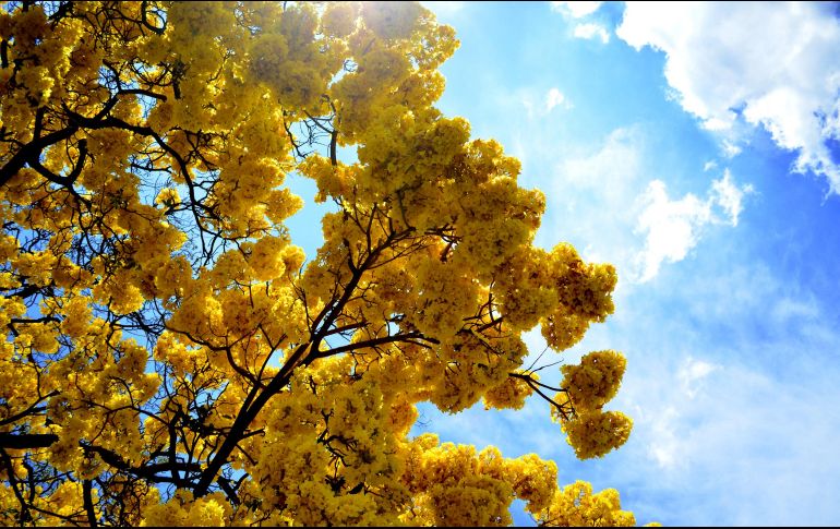 En el hemisferio norte, donde se ubica México, el equinoccio de primavera sucede alrededor del 20 o 21 de marzo, cuando el Sol cruza el ecuador hacia el norte. EL INFORMADOR / ARCHIVO