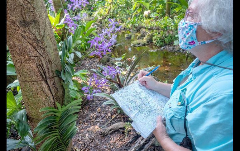 Entre bromelias, arelias, helechos, palmas y otras plantas selváticas reinan las orquídeas traídas desde distintos lugares de los trópicos. EFE/A. Mengotti