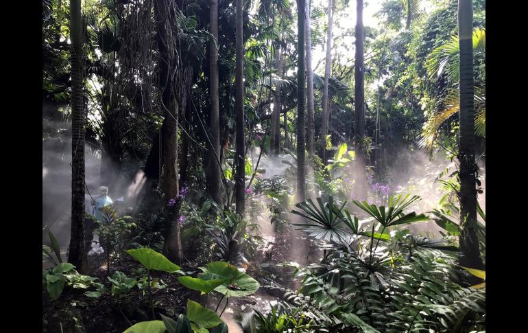 Entre bromelias, arelias, helechos, palmas y otras plantas selváticas reinan las orquídeas traídas desde distintos lugares de los trópicos. EFE/A. Mengotti