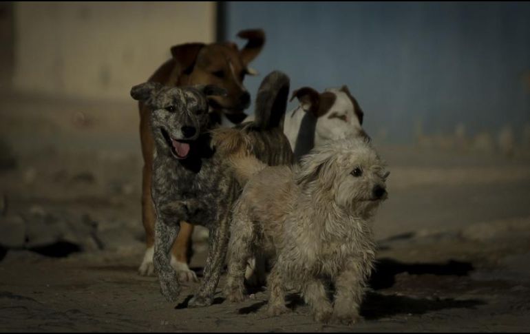 La legislación no sólo castiga las peleas de perros, sino las peleas entre éstos y cualquier otro animal. EL INFORMADOR/ARCHIVO