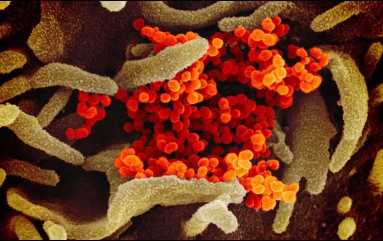 Autoridades recordaron que esta nueva cepa es mucho más contagiosa, que afecta en mayor medida a los jóvenes. AP / ARCHIVO