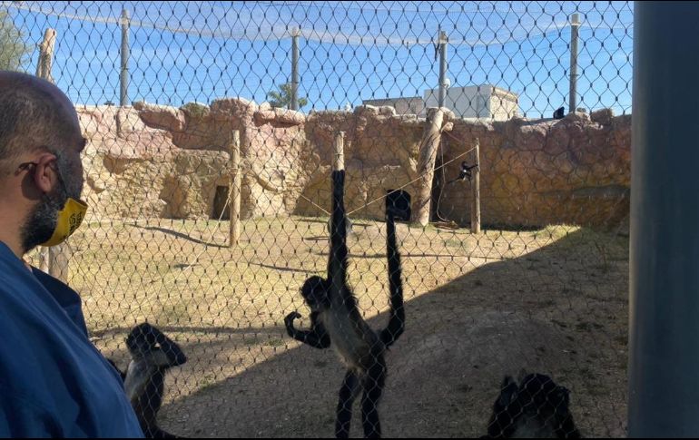 Tres sujetos brincaron a las instalaciones, entraron a la jaula del mono araña y los golpearon a través de la malla. Especial