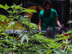 La JIFE dijo que los tratados solo permiten el uso médico y científico del cannabis. EFE/ARCHIVO