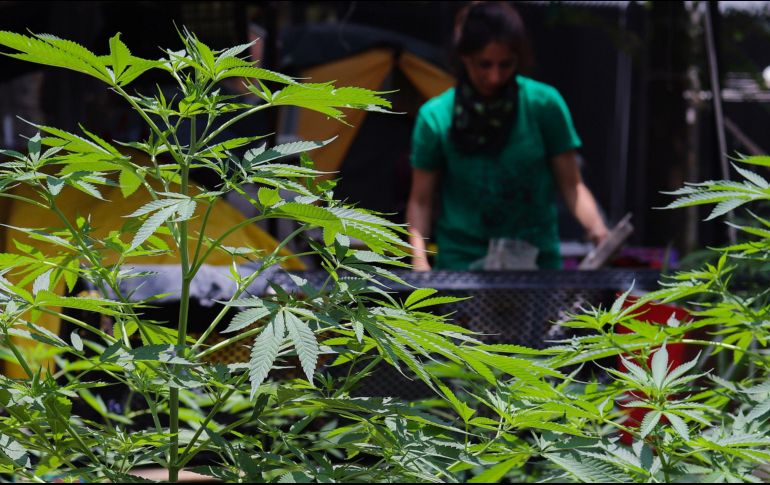 La JIFE dijo que los tratados solo permiten el uso médico y científico del cannabis. EFE/ARCHIVO