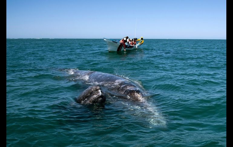 La ballena gris, que estuvo en peligro de extinción a principios del siglo XX, se aparea en invierno en las lagunas Ojo de Liebre, San Ignacio y la bahía Magdalena de Baja California Sur. AFP/G. Arias