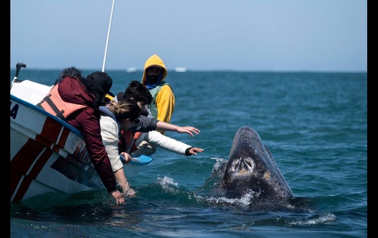La ballena gris, que estuvo en peligro de extinción a principios del siglo XX, se aparea en invierno en las lagunas Ojo de Liebre, San Ignacio y la bahía Magdalena de Baja California Sur. AFP/G. Arias