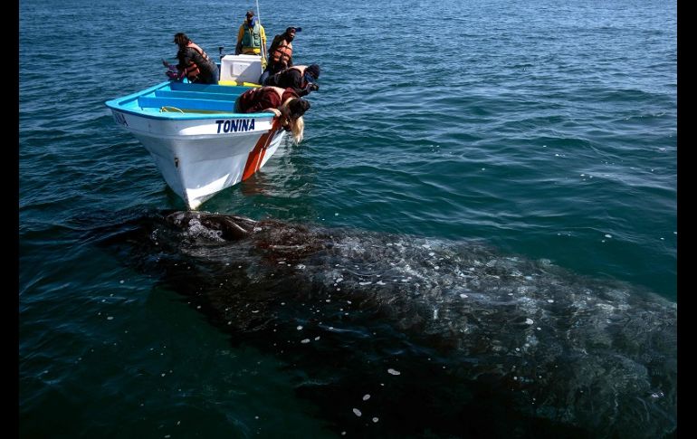 La ballena gris, que estuvo en peligro de extinción a principios del siglo XX, se aparea en invierno en las lagunas Ojo de Liebre, San Ignacio y la bahía Magdalena de Baja California Sur. AFP/G. Arias