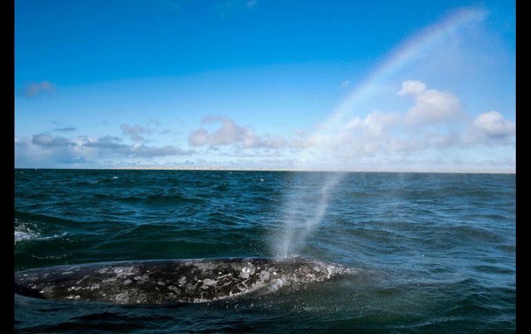 La ballena gris, que estuvo en peligro de extinción a principios del siglo XX, se aparea en invierno en las lagunas Ojo de Liebre, San Ignacio y la bahía Magdalena de Baja California Sur. AFP/G. Arias