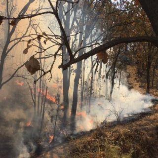 Combaten 350 elementos incendio forestal en paraje Las Canoas