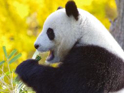 Jiuzhaigou es el hogar de especies como el panda gigante, el panda rojo, el takin de Sichuan y monos del género Rhinopithecus. ESPECIAL / Pixabay