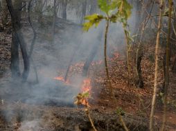 En el exhorto, se requiere al director General del OPD Bosque la Primavera para que presente un informe sobre cuántos incendios se han registrado desde la creación del organismo. EL INFORMADOR / ARCHIVO