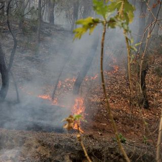 El PAN Jalisco pide prohibir ingresos al Bosque La Primavera