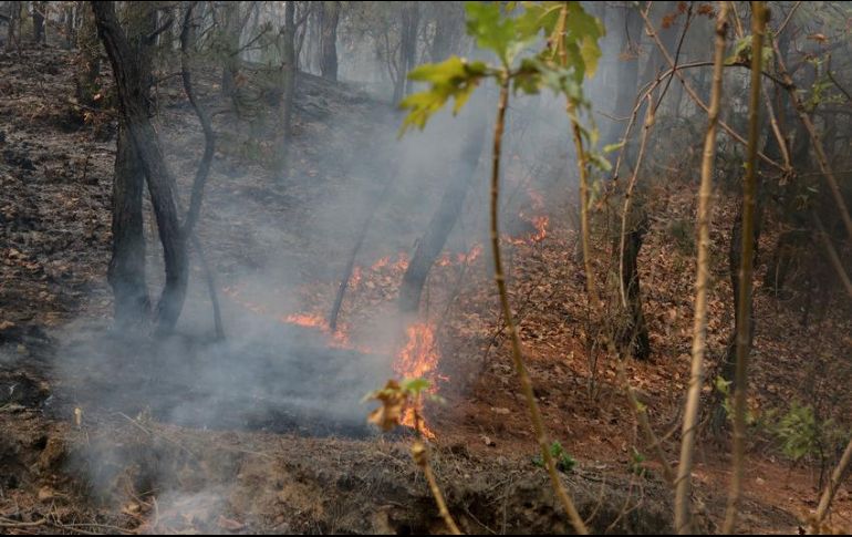En el exhorto, se requiere al director General del OPD Bosque la Primavera para que presente un informe sobre cuántos incendios se han registrado desde la creación del organismo. EL INFORMADOR / ARCHIVO