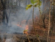 En el exhorto, se requiere al director General del OPD Bosque la Primavera para que presente un informe sobre cuántos incendios se han registrado desde la creación del organismo. EL INFORMADOR / ARCHIVO