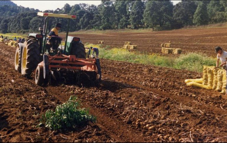 Advierten que, de permitirse la entrada de papa estadounidense a México, se afectará a miles de productores nacionales. EL INFORMADOR/ARCHIVO