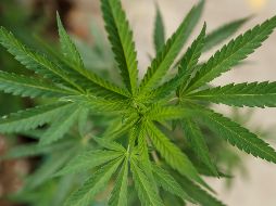 Ricardo Monreal, presidente de la Junta de Coordinación Política, pidió una pausa para discutir la legalización de la hierba en septiembre. EFE/J. Méndez