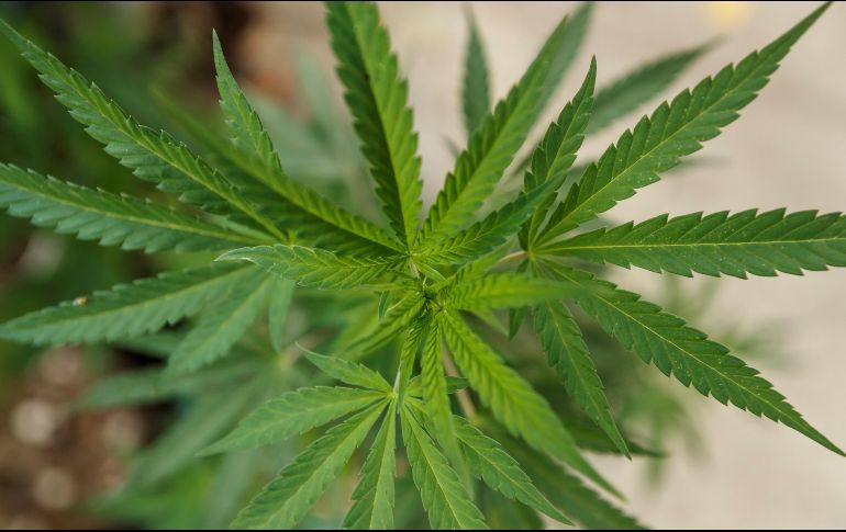 Ricardo Monreal, presidente de la Junta de Coordinación Política, pidió una pausa para discutir la legalización de la hierba en septiembre. EFE/J. Méndez