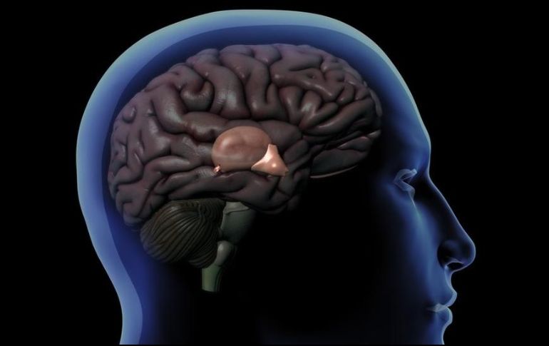 La glándula pineal es del tamaño de un guisante y se encuentra detrás del hipotálamo. GETTY IMAGES