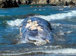 Las causas más comunes de muertes de ballenas, según el equipo de investigaciones del centro en años recientes, han sido malnutrición, enredamiento en redes de pesca y trauma por choques con barcos. AP / The Marine Mammal Center
