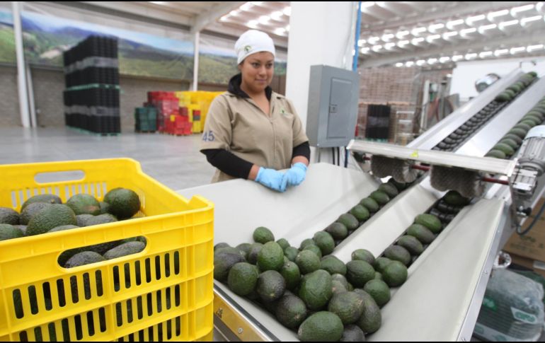 La cifra representa 43 mil mujeres menos en el mercado laboral. Por otra parte, los niveles de ingreso de las mujeres también redujeron. EL INFORMADOR / ARCHIVO