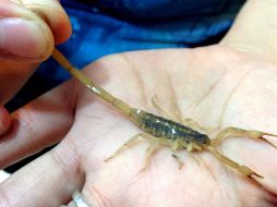 En Jalisco, los municipios con más picaduras de alacrán son Tomatlán, Cihuatlán y Mezquitic. NTX / ARCHIVO