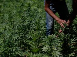 La legalización en México tendrá un simbolismo especial porque es uno de los principales productores del mundo y cuna de algunos de los cárteles del narcotráfico más poderosos. AP / E. Verdugo