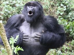Los golpes de pecho son el gesto más famoso de los gorilas. Científicos lograron entender su significado. DIAN FOSSEY GORILLA FUND/PA WIRE