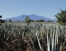 Paisaje agavero. Una maravilla para los viajeros, símbolo de Tequila. EL INFORMADOR • F. GONZÁLEZ