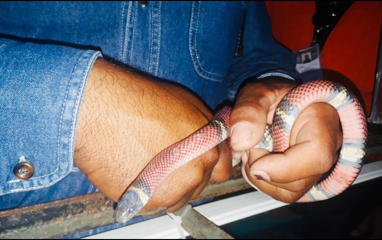 Una serpiente coralillo. ESPECIAL/Ayuntamiento de Guadalajara