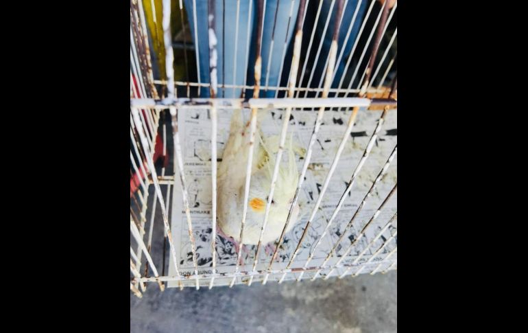 En total se decomisaron 12 animales. ESPECIAL/Ayuntamiento de Guadalajara