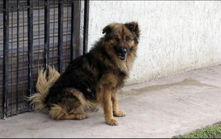 De momento no existe un listado de quiénes serían los vacunados con el inmunizante para perros. EL INFORMADOR/ARCHIVO